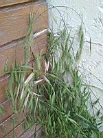 Brome mou, Bromus hordeaceus (prise a Lens)(2)